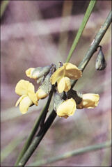 Sphaerolobium vimineum