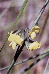 Sphaerolobium vimineum