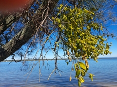 Notothixos subaureus