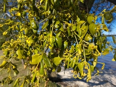 Notothixos subaureus