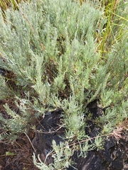 Artemisia tripartita