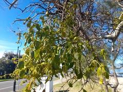 Notothixos subaureus