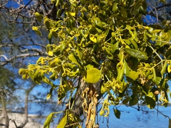 Notothixos subaureus