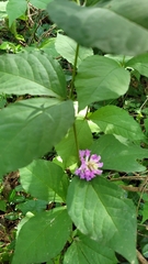 Vicia unijuga