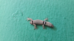 Sphaerodactylus glaucus