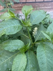 Phytolacca americana