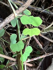 Passiflora lancearia