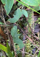 Passiflora lancearia