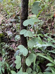 Passiflora lancearia