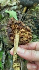 Cortinarius corrugatus