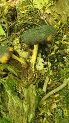 Cortinarius corrugatus