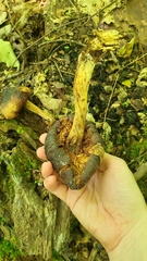 Cortinarius corrugatus