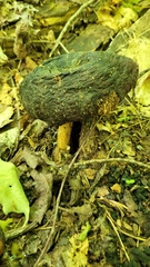 Cortinarius corrugatus