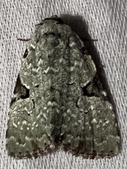 Leuconycta diphteroides