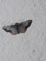 Idaea kendallaria