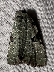 Leuconycta diphteroides