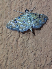Ommatospila narcaeusalis