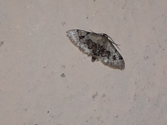 Idaea gemmata