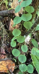 Tryphostemmatoides