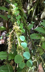Tryphostemmatoides