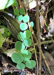 Tryphostemmatoides