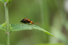 Phyllobrotica quadrimaculata