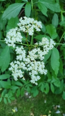 Sambucus canadensis