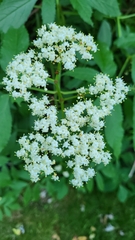 Sambucus canadensis