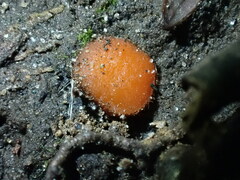 Scutellinia minor