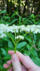 Sambucus canadensis