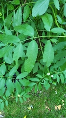 Sambucus canadensis
