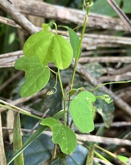 Passiflora lancearia