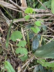 Passiflora lancearia