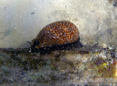 Macrocypraea