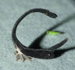 Falculifera