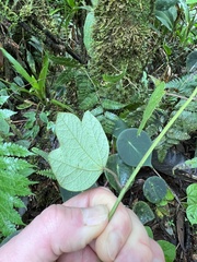 Passiflora lancearia