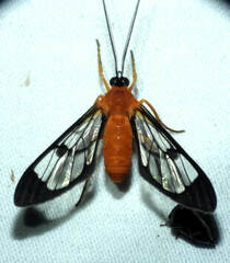 Cosmosoma batesii
