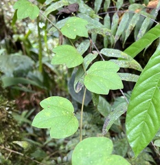 Passiflora lancearia