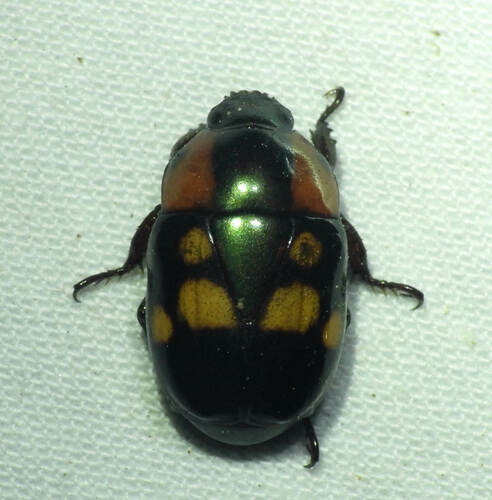 Macraspis xanthosticta