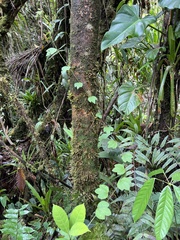 Passiflora lancearia