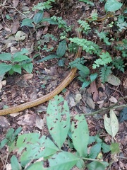 Chironius spixii