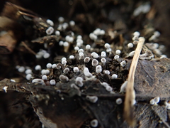 Didymium squamulosum
