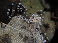 Didymium squamulosum