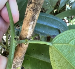 Passiflora auriculata