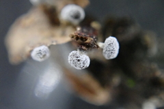 Didymium squamulosum