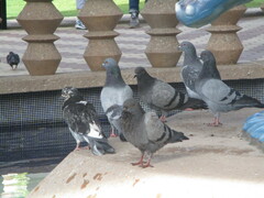Columba livia domestica