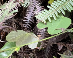 Passiflora lancearia