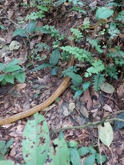 Chironius spixii