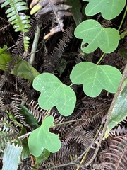Passiflora lancearia