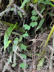 Passiflora lancearia